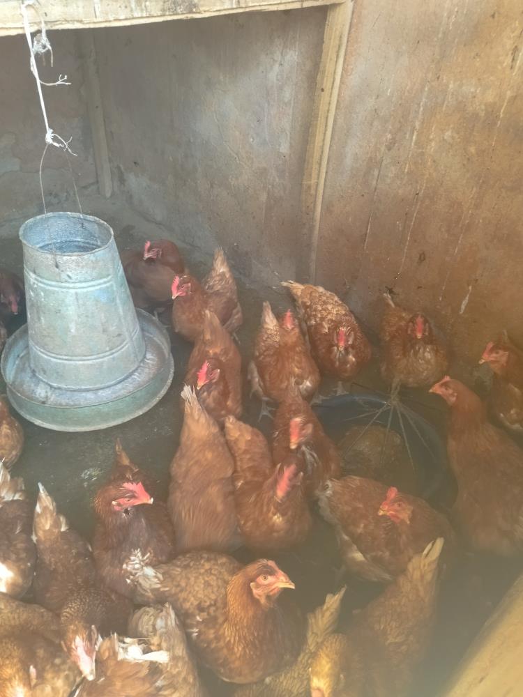 RBZ farms